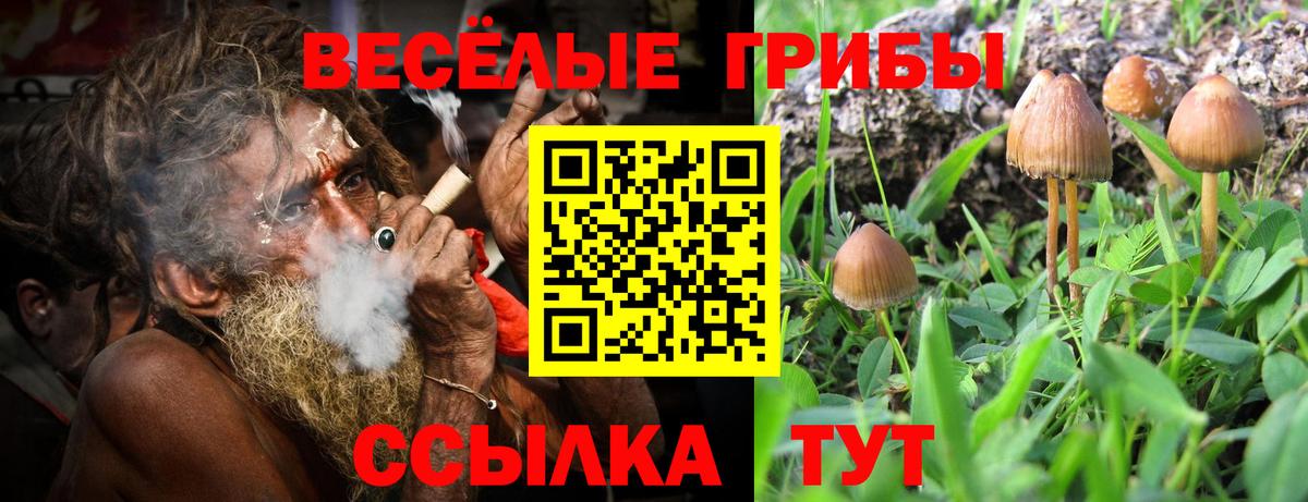 Галлюциногенные грибы Psilocybine cubensis Красноармейск